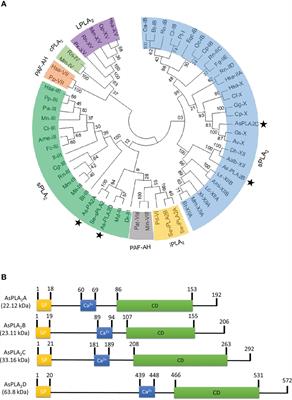 Identification of four secretory phospholipase A2s in a lepidopteran insect, Acrolepiopsis sapporensis, and their functional association with cellular immune responses